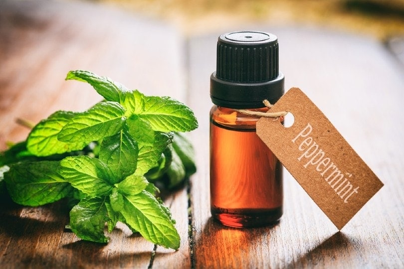Is Peppermint Oil Safe for Dogs? Effectiveness & Safety Explored