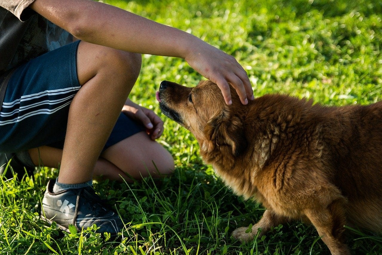How to Get a Dog to Trust You: 7 Vet-Approved Tips & Tricks