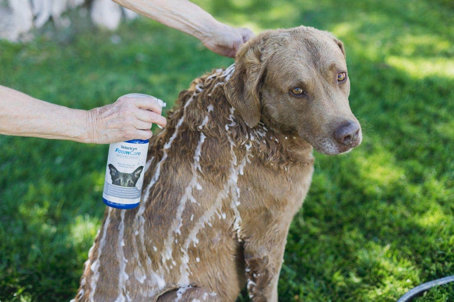 6 Best Dog Shampoos for Hotspots in 2026 - Reviews & Top Picks