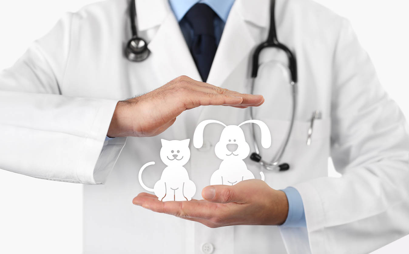 What Does Pet Insurance Cost in Oregon? 2026 Update