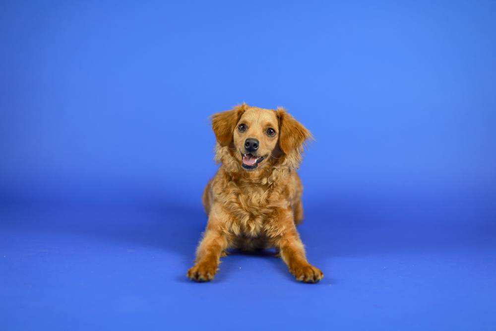 Petite Golden Retriever (Cavalier King Charles Spaniel & Golden Retriever Mix): Info, Pictures, Facts