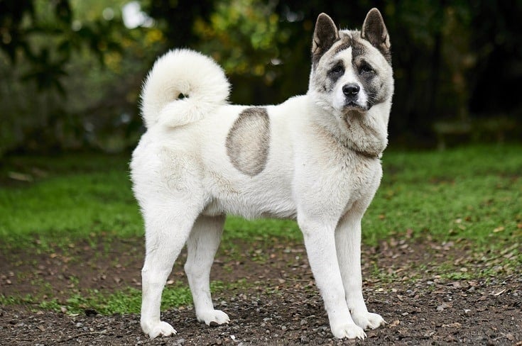9 Norwegian Dog Breeds: An Overview (With Info & Pictures)