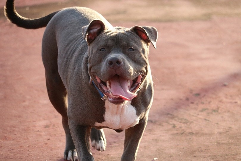 10 Different Pit Bull Bloodlines (With Pictures)