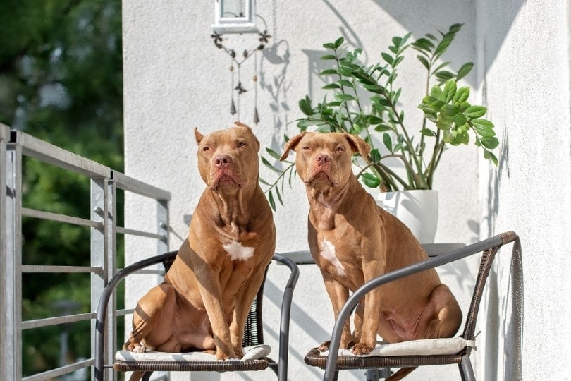 Can Dogs Be Bilingual? The Surprising Answer!