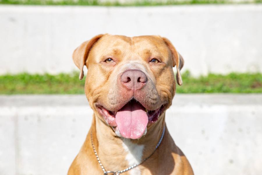 American Pitbull Terrier & Bullmastiff Mix: Info, Pictures, Traits & Facts