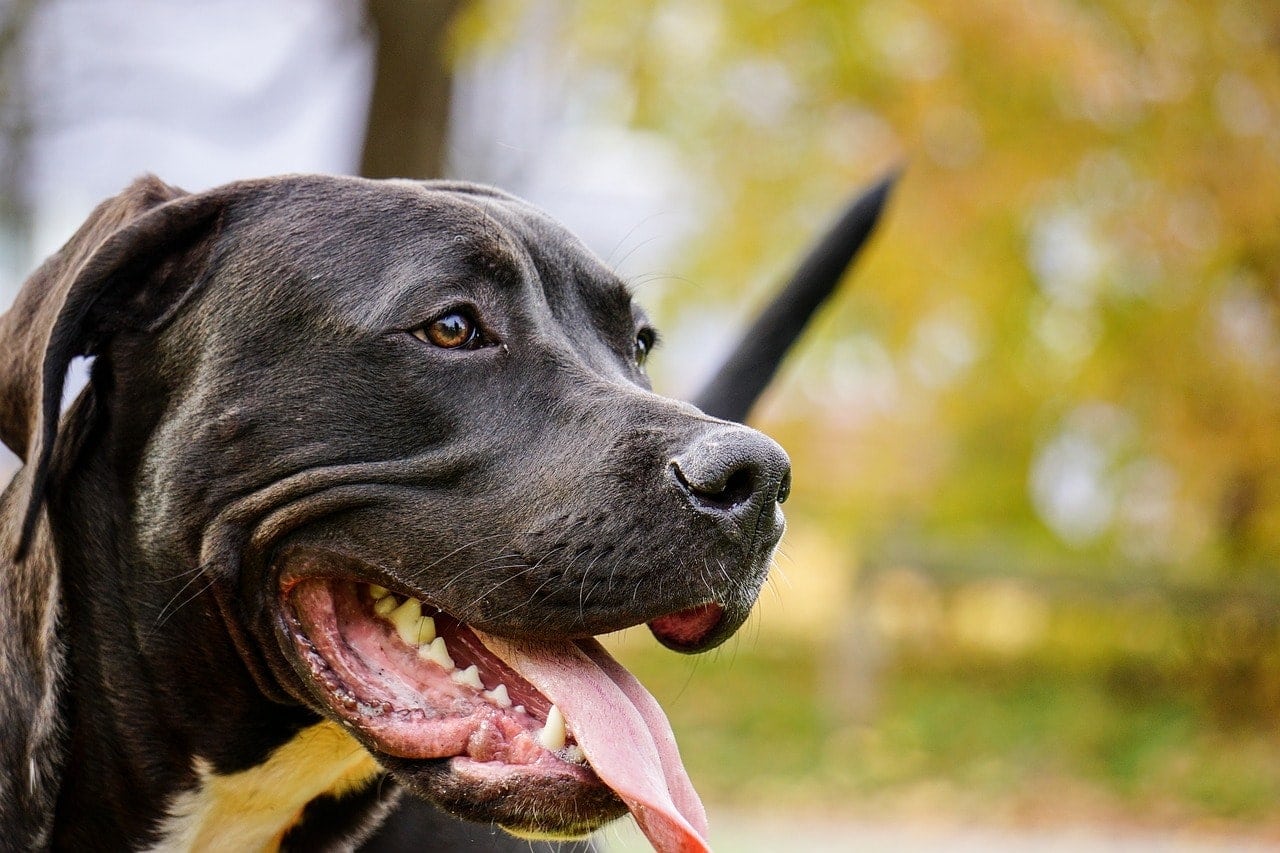 Are Pitbulls Good Family Dogs? The Surprising Answer