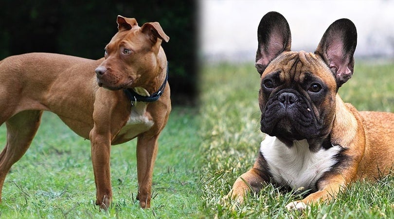 French Bulldog & Pitbull Mix: Info, Pictures, Characteristics & Facts