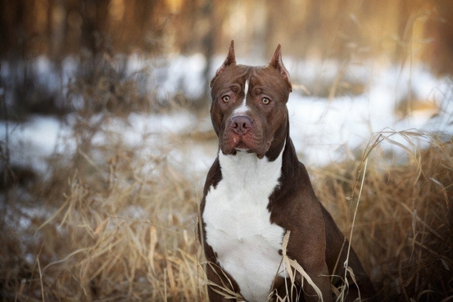 Ear Cropping in Dogs: Vet-Approved Facts & FAQs