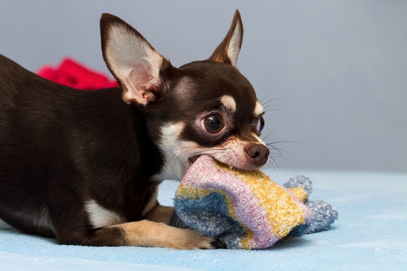 brown apple head playing Chihuahua