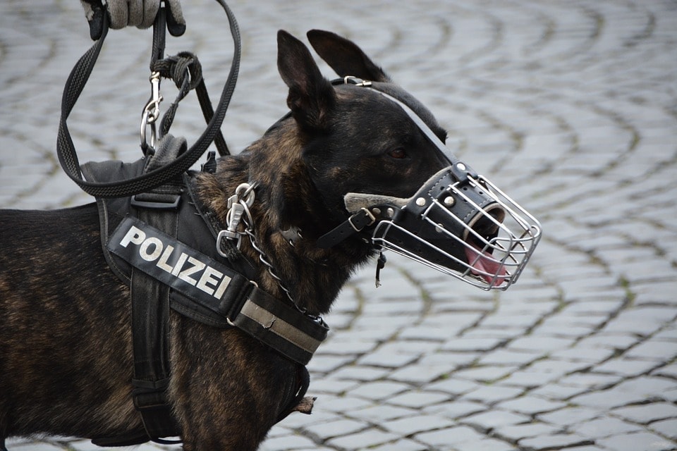 3 Types of Dog Muzzles and Their Differences (with Pictures)