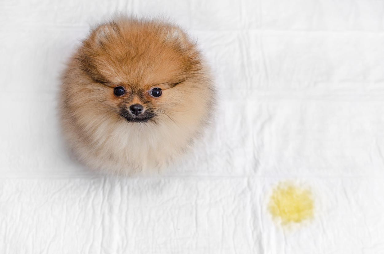 How to Potty Train a Pomeranian (8 Quick Steps)
