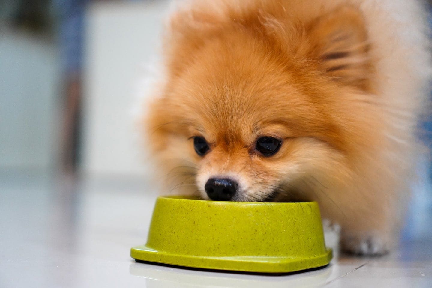 8 Best Dog Foods for Pomeranians - 2026 Reviews & Top Picks