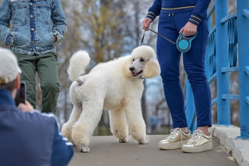 poodle on a leash
