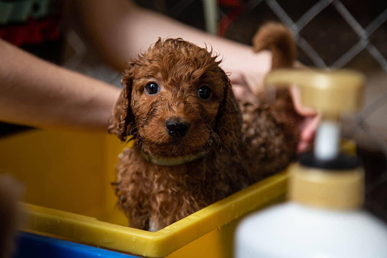 At What Age Can You Give a Puppy a Bath? Vet Approved Facts & FAQ