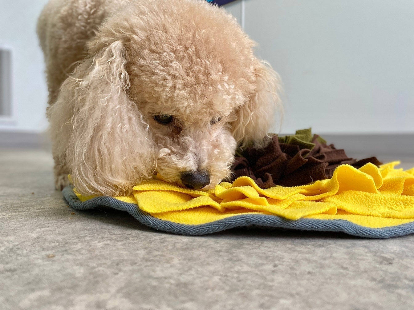 7 Mental Exercises to Stimulate Your Dog (Vet Approved)