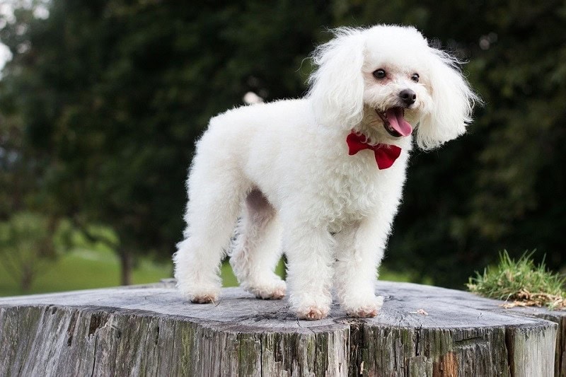 Does a Poodle Have Hair or Fur? Vet-Reviewed Explanation