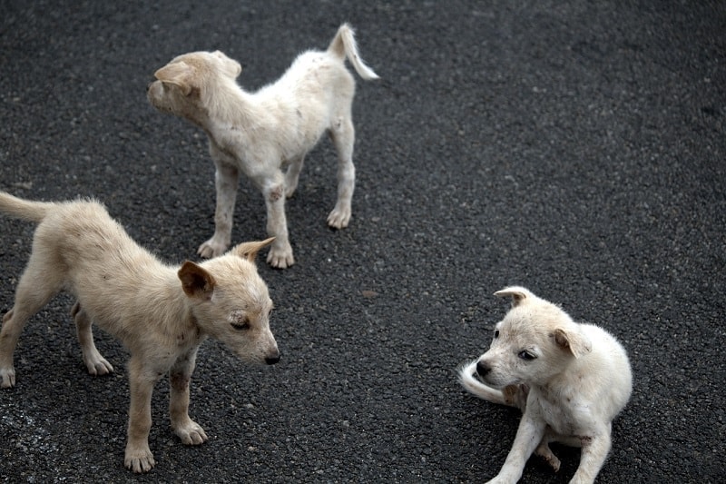 Are Puppy Mills Illegal? Laws, Guidelines & Ethics in 2026