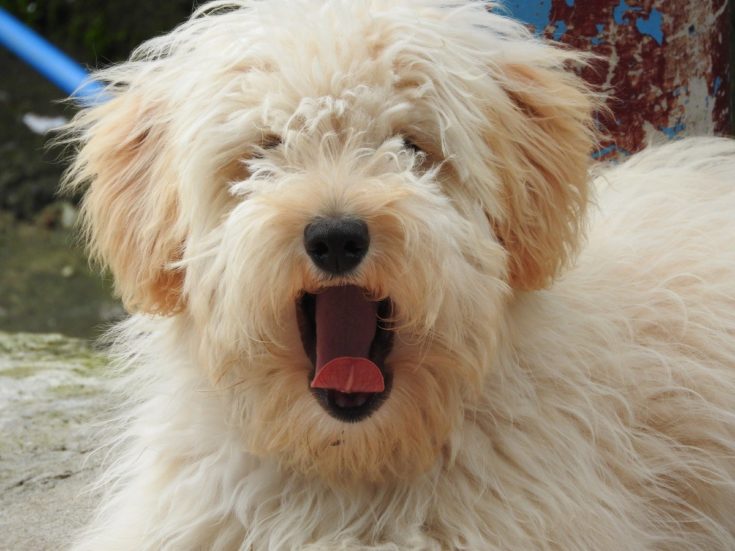Poo-Ton (Poodle & Coton de Tulear Mix): Info, Pictures, Characteristics & More