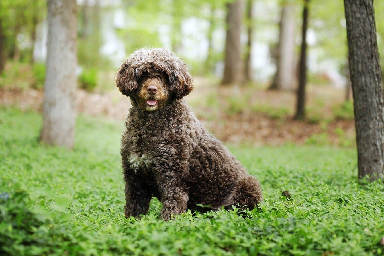 10 Portuguese Water Dog Pros & Cons You Should Know About