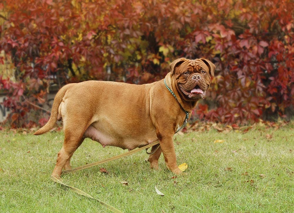 How Much Does a Dogue de Bordeaux Cost? 2026 Price Guide
