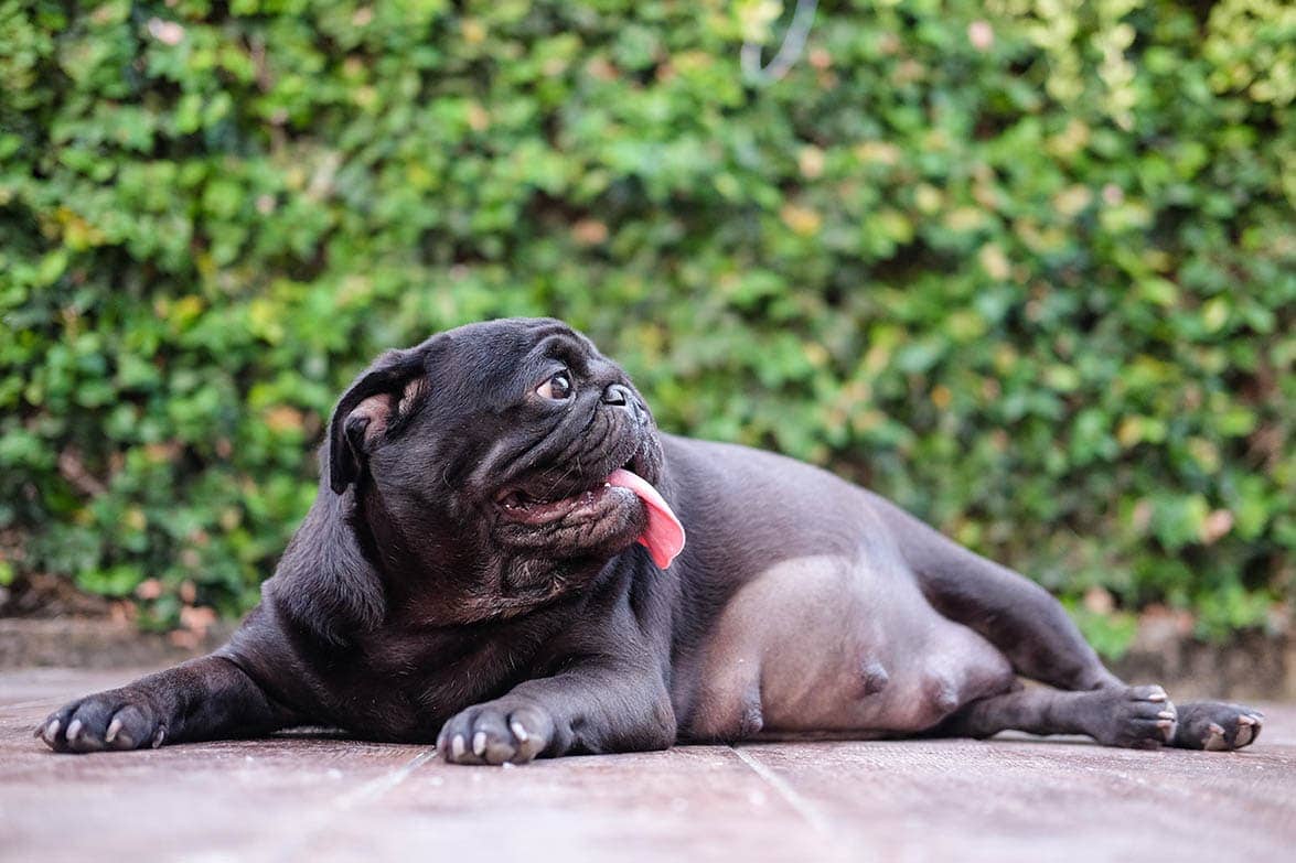 Pug Pregnancy: What to Expect & Expert Tips (Vet Answer)