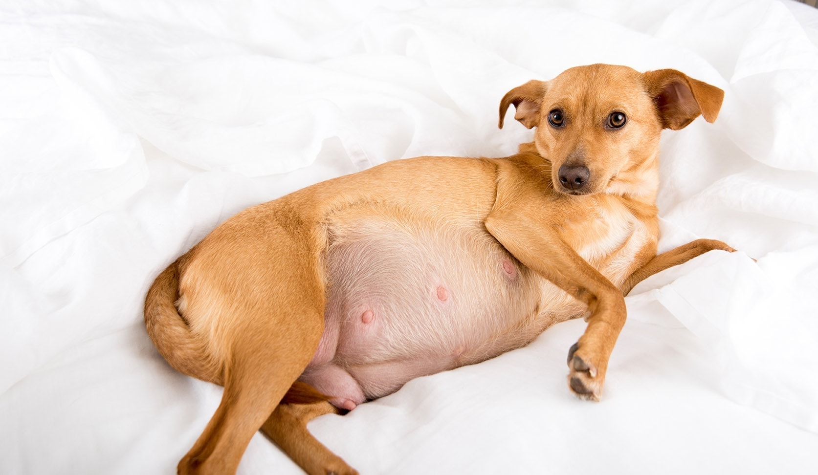 Does Pet Insurance Cover Pregnancy? Does It Cost More?