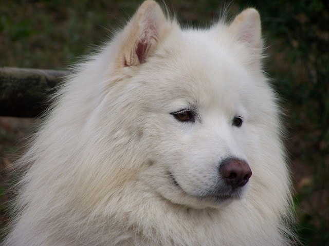 9 Dog Breeds That Look Like Bears (With Info & Pictures)