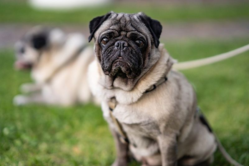 How Common Are Eye Problems for Pugs? Vet Reviewed Facts & FAQ