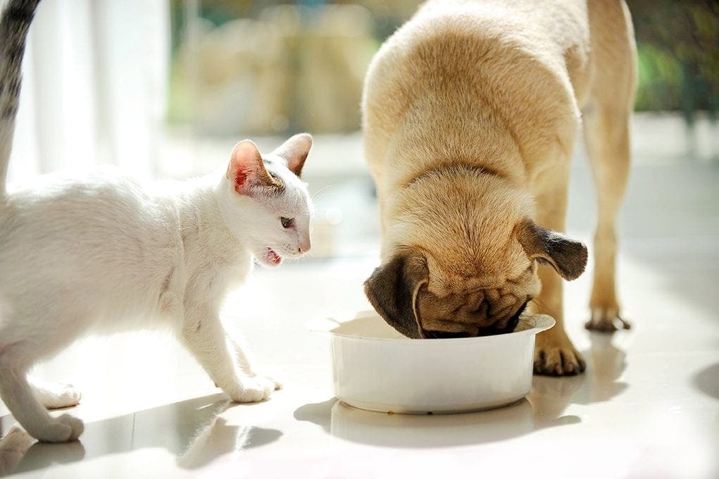 20 Worst Dog Breeds for Cats (With Info & Pictures)