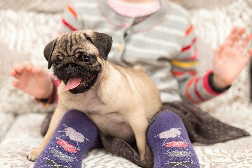 Are Pugs Good Family Dogs? Trainability, Care & Things to Consider