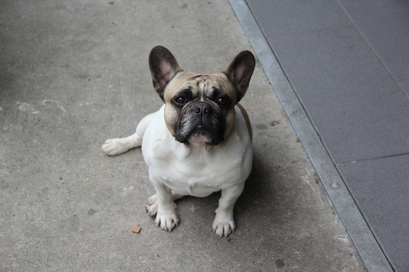 Frenchie Pug (French Bulldog & Pug Mix): Info, Pictures, Facts, Traits