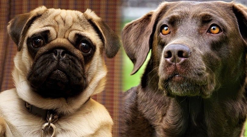 Pug Lab Mix (Pugador): Info, Pictures, Traits & More