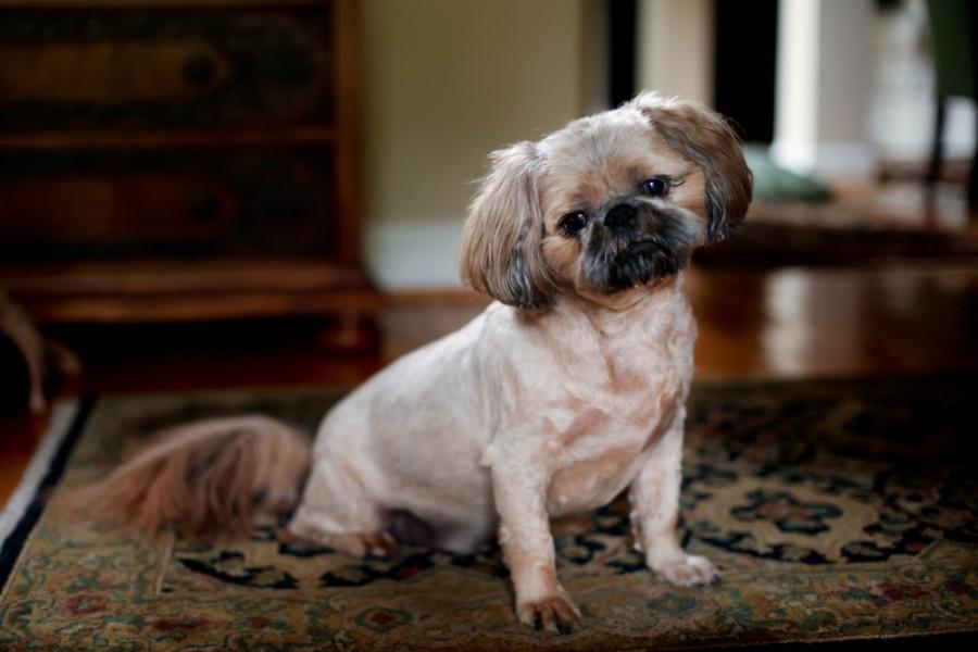 Pugapoo (Pug & Poodle Mix): Info, Pictures, Care & More