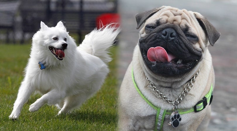 American Pug (American Eskimo & Pug Mix): Info, Pictures, Characteristics & More