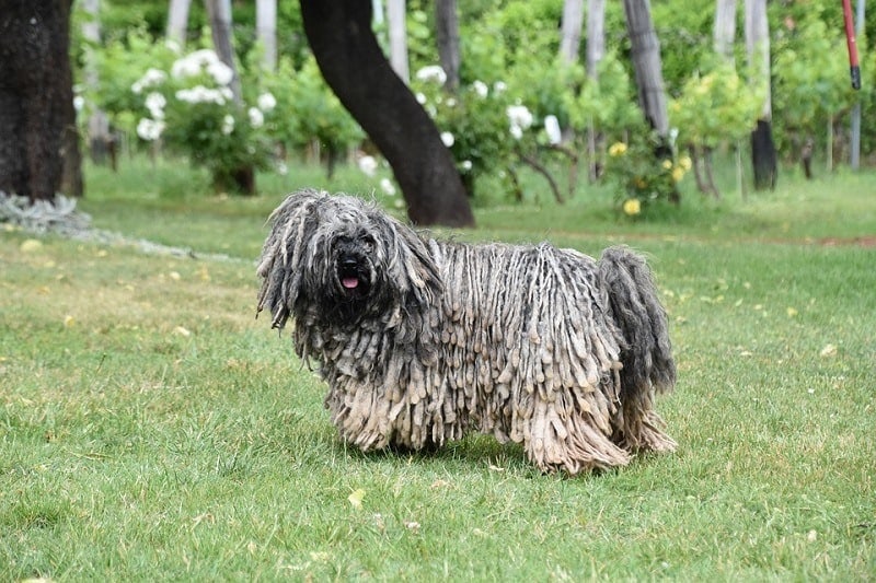 Puli Dog Breed: Info, Pictures, Characteristics & Facts