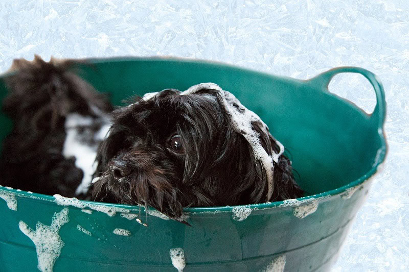 7 Great DIY Dog Bathtubs You Can Construct Today (With Pictures)
