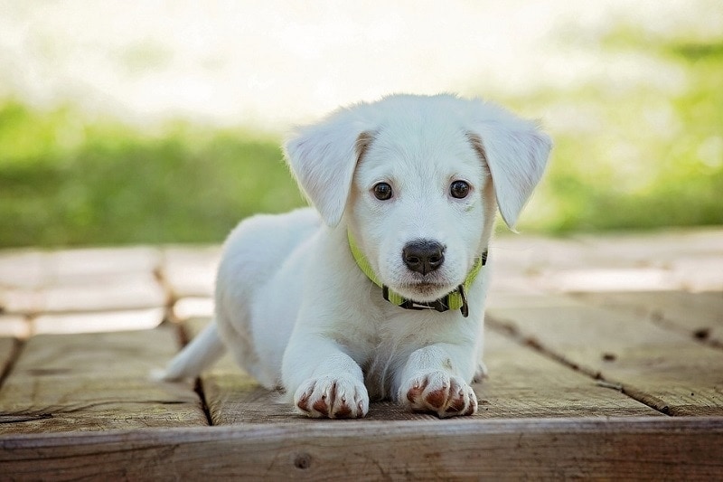 New Puppy Checklist: Essentials & Gear You'll Need