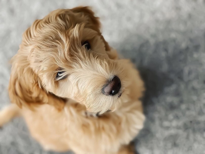 Petite Goldendoodle (Golden Retriever, Poodle & Cocker Spaniel Mix): Info, Pictures, Facts