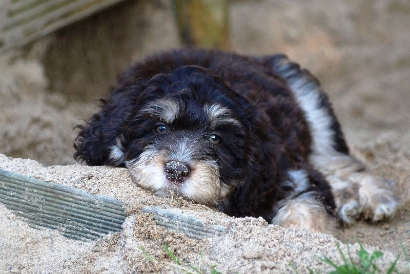 Miniature Aussiedoodle: Dog Breed Info, Pictures & Facts