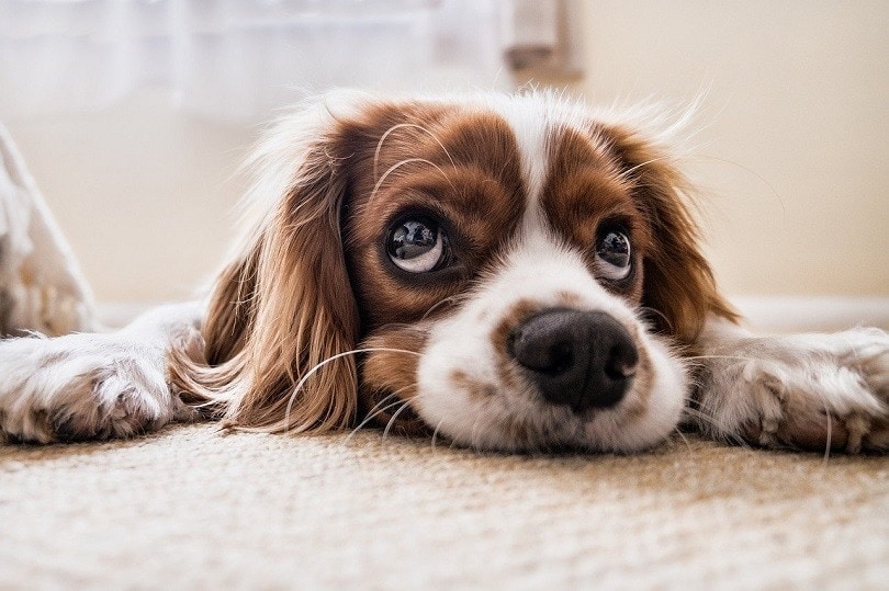 Do Dogs Like Eye Contact? Vet-Reviewed Canine Behavior