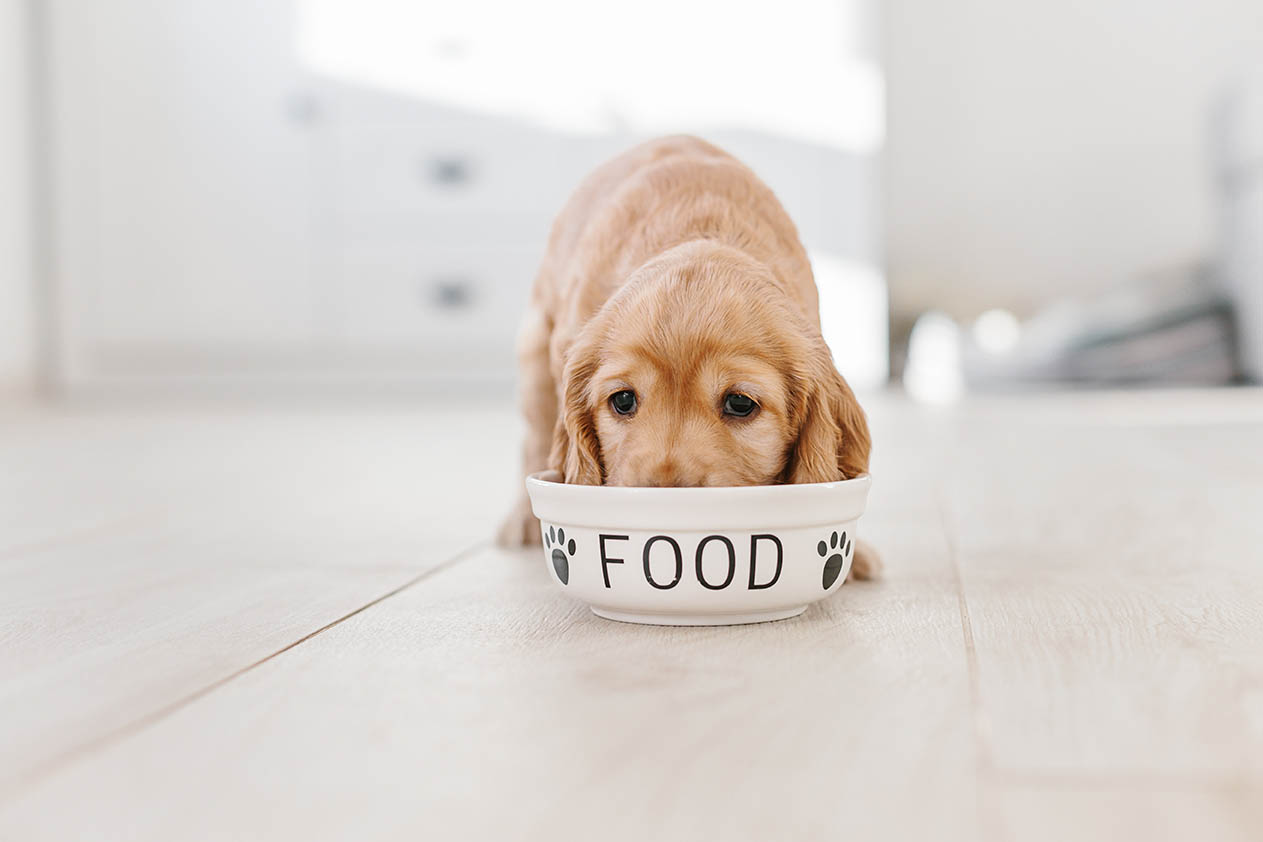 10 Best Puppy Foods in Canada – 2026 Reviews & Top Picks