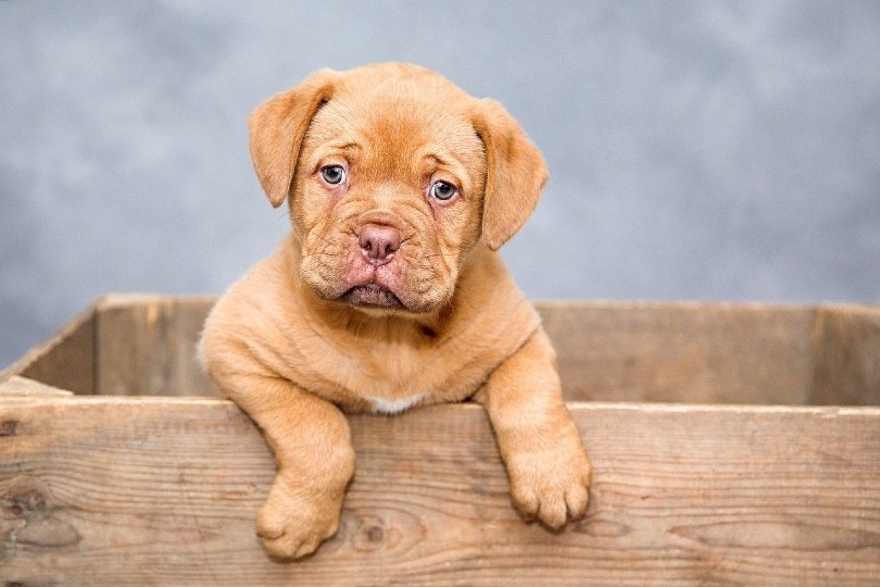 5 Puppy Deposit Contract Templates (PDF) + Guide in 2026