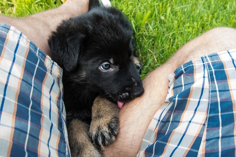 Why Did My Dog Pee on Me? 5 Likely Reasons & How to Stop It