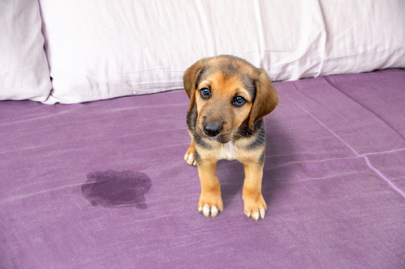 Why Does My Dog Pee on My Bed? 7 Vet-Reviewed Reasons