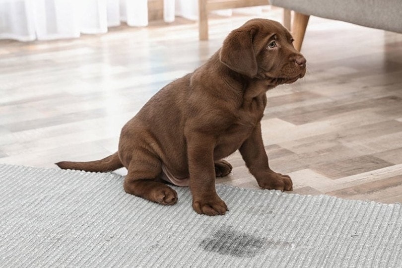 4 Home Remedies to Get Rid of Dog Urine Smells & Stains