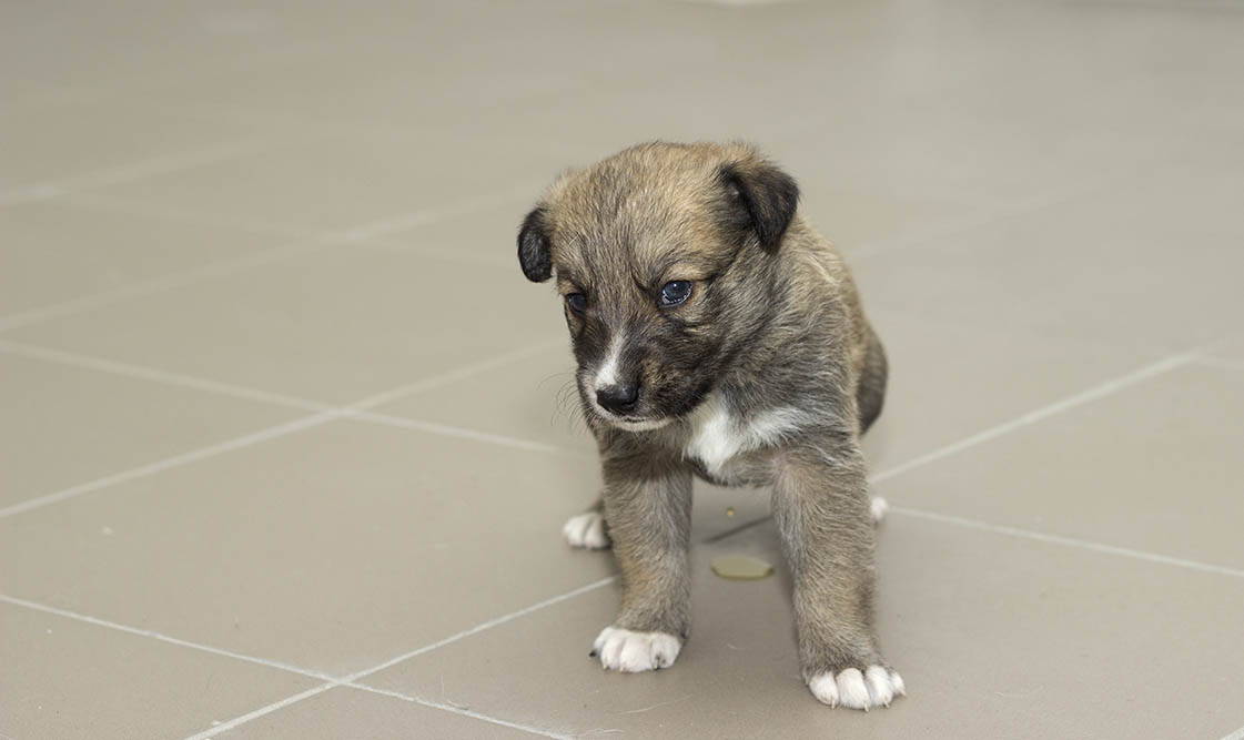 Why is My Puppy Peeing a Lot? Vet-Approved Facts & Advice