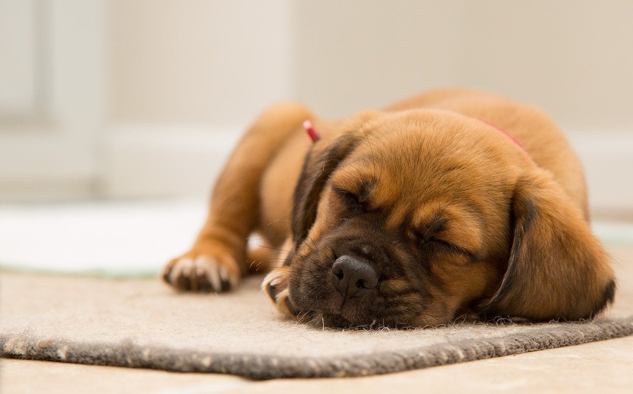 Why Is My Puppy Breathing So Fast When Sleeping? Vet-Approved Respiratory Rate & Facts