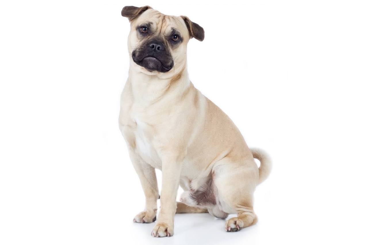 Pug Pit (Pitbull & Pug Mix): Info, Pictures, Characteristics & Facts