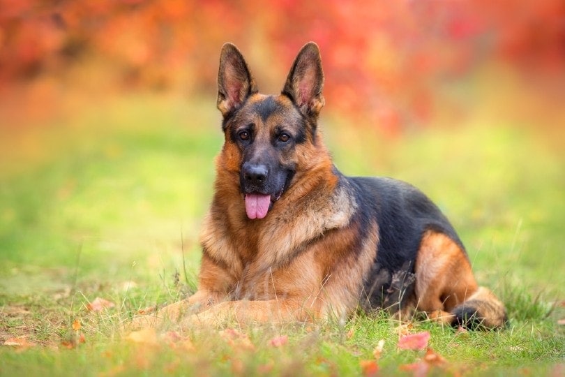 10 Best German Shepherd Joint & Hip Supplements - 2026 Reviews and Top Picks