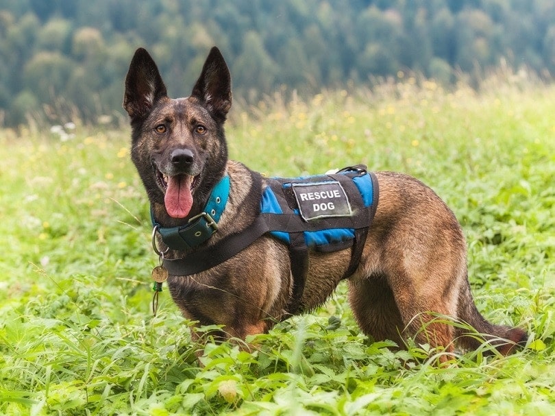 How to Become a Search & Rescue Dog Handler: 7 Effective Steps